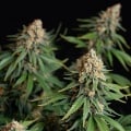 Bubble Kush Feminizada