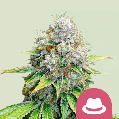 OG Kush Feminizada