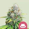 OG Kush Feminizada