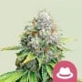 OG Kush Feminizada