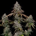 OG Kush Feminizada