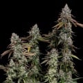 OG Kush Feminizada