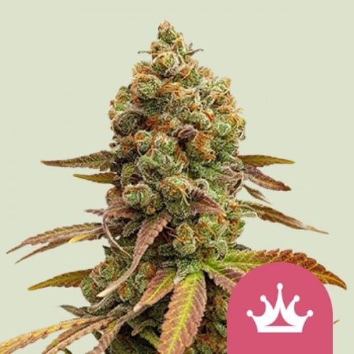 Special Queen 1 Feminizada