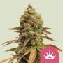 Special Queen 1 Feminizada