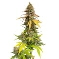 Special Queen 1 Feminizada