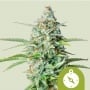 Northern Light Auto Feminizada