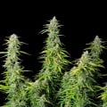 Northern Light Auto Feminizada