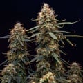 Northern Light Auto Feminizada
