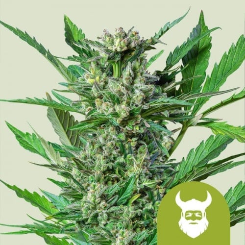 Royal Dwarf Auto Feminizada