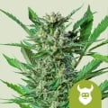 Royal Dwarf Auto Feminizada