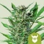 Royal Dwarf Auto Feminizada