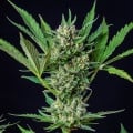 Royal Dwarf Auto Feminizada