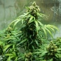 Royal Dwarf Auto Feminizada