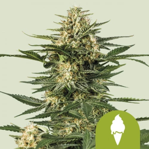Green Gelato Auto Feminizada