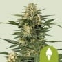Green Gelato Auto Feminizada