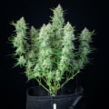 Green Gelato Auto Feminizada