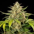 Green Gelato Auto Feminizada