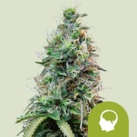 Amnesia Haze Auto Feminizada