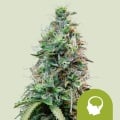 Amnesia Haze Auto Feminizada