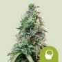 Amnesia Haze Auto Feminizada