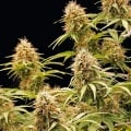 Amnesia Haze Auto Feminizada