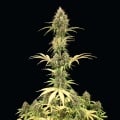 Amnesia Haze Auto Feminizada