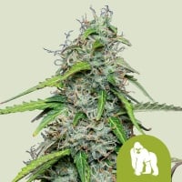 Royal Gorilla Auto Feminizada