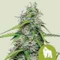 Royal Gorilla Auto Feminizada