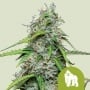Royal Gorilla Auto Feminizada