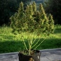 Royal Gorilla Auto Feminizada
