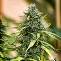 Royal Gorilla Auto Feminizada