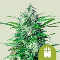 Royal AK Auto Feminizada