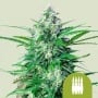Royal AK Auto Feminizada