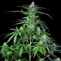 Royal AK Auto Feminizada