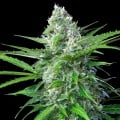 Royal AK Auto Feminizada