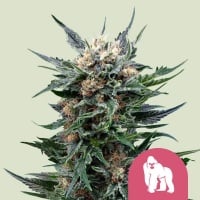 Royal Gorilla Feminizada