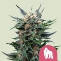 Royal Gorilla Feminizada