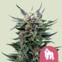 Royal Gorilla Feminizada
