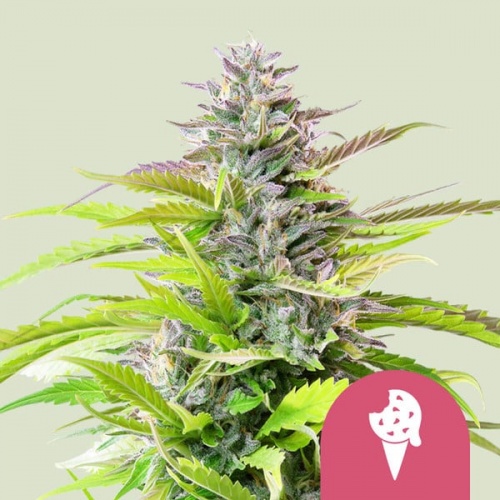 Cookies Gelato Feminizada
