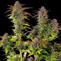 Cookies Gelato Feminizada