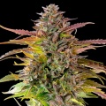 Cookies Gelato Feminizada