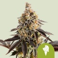 Cookies Gelato Auto feminizada