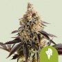 Cookies Gelato Auto feminizada