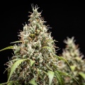 Cookies Gelato Auto feminizada
