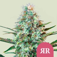 Royal Runtz Feminizada