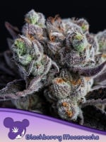 Blackberry Moonrocks Feminizada