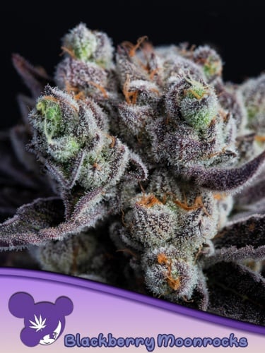 Blackberry Moonrocks Feminizada