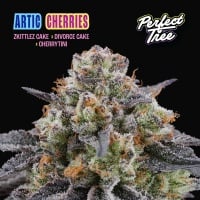 Artic Cherries feminizada