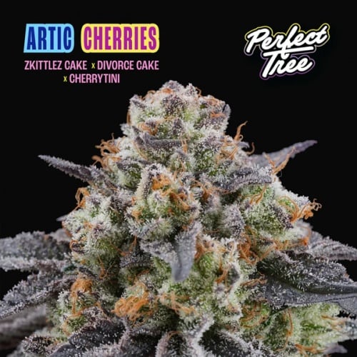 Artic Cherries feminizada