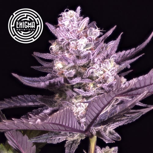 LA Kush Cake Feminizada